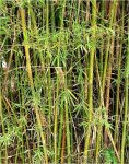 Bambú vulgaris