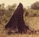 Ana Mendieta, “Silueta Series” (Tree of Life Series), 1978
