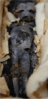 Uno de los fetos momificados, hallados en la tumba de Tutankamón por el arqueólogo inglés Howard Carter