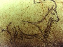 Cabra mont&eacute;s de la Cueva d ela Pileta