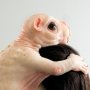 Las ‘tiernas criaturas’ de Patricia Piccinini